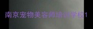 南京宠物美容师培训学校