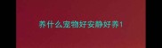 养什么宠物好安静好养