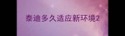 泰迪多久适应新环境