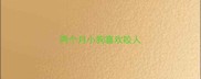 两个月小狗喜欢咬人