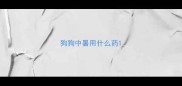 狗狗中暑用什么药