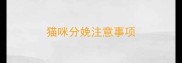 猫咪分娩注意事项