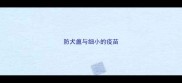 防犬瘟与细小的疫苗