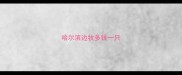 哈尔滨边牧多钱一只