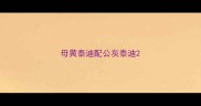 母黄泰迪配公灰泰迪