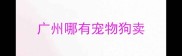 广州哪有宠物狗卖