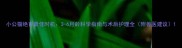 小公猫绝育最佳时机3-6月龄科学指南与术后护理全附兽医建议