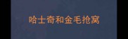 哈士奇和金毛抢窝