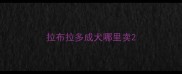 拉布拉多成犬哪里卖