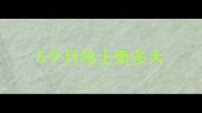 5个月哈士奇多大