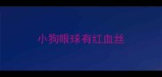 小狗眼球有红血丝