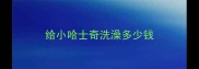 给小哈士奇洗澡多少钱