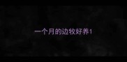 一个月的边牧好养