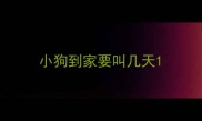 小狗到家要叫几天