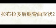 拉布拉多后腿弯曲形状