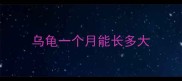 乌龟一个月能长多大