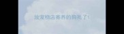 放宠物店寄养的狗死了