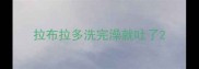 拉布拉多洗完澡就吐了