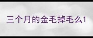三个月的金毛掉毛么