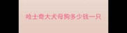 哈士奇大犬母狗多少钱一只