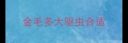 金毛多大驱虫合适