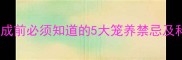 边牧疫苗未完成前必须知道的5大笼养禁忌及科学养护指南