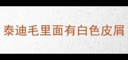 泰迪毛里面有白色皮屑