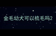 金毛幼犬可以梳毛吗