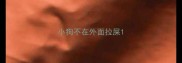 小狗不在外面拉屎
