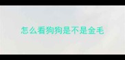 怎么看狗狗是不是金毛
