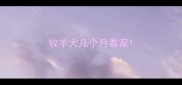 牧羊犬几个月看家