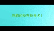 白狗的拉布拉多犬
