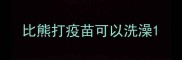 比熊打疫苗可以洗澡